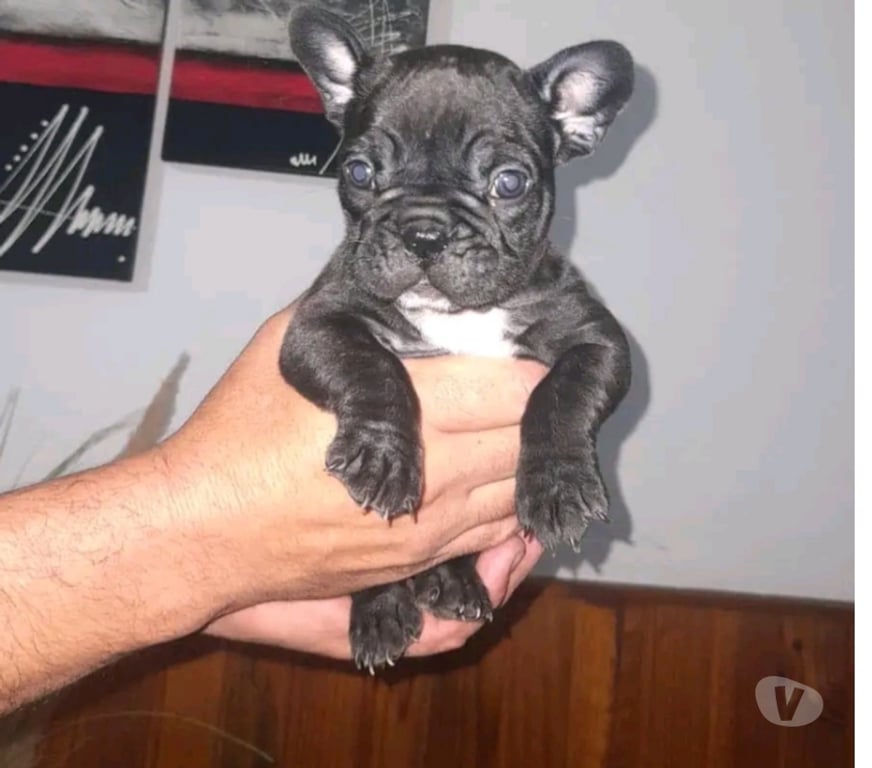 Gatos en Venta Santiago La Florida - Fotos de Bulldog frances rebajados 230.000