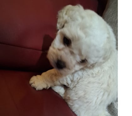 Perros en Venta La Granja Santiago - Fotos de Poodle maltés mini toy 120.000