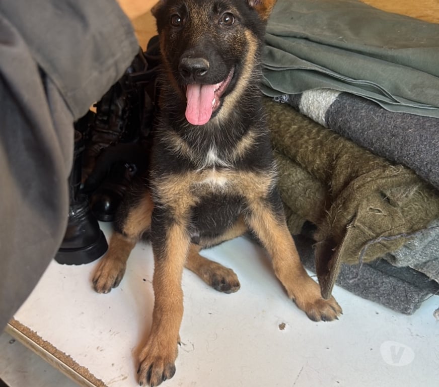 Gatos en Venta Santiago Santiago - Fotos de Cachorros de raza pastor belga malinois 3 meses de vida