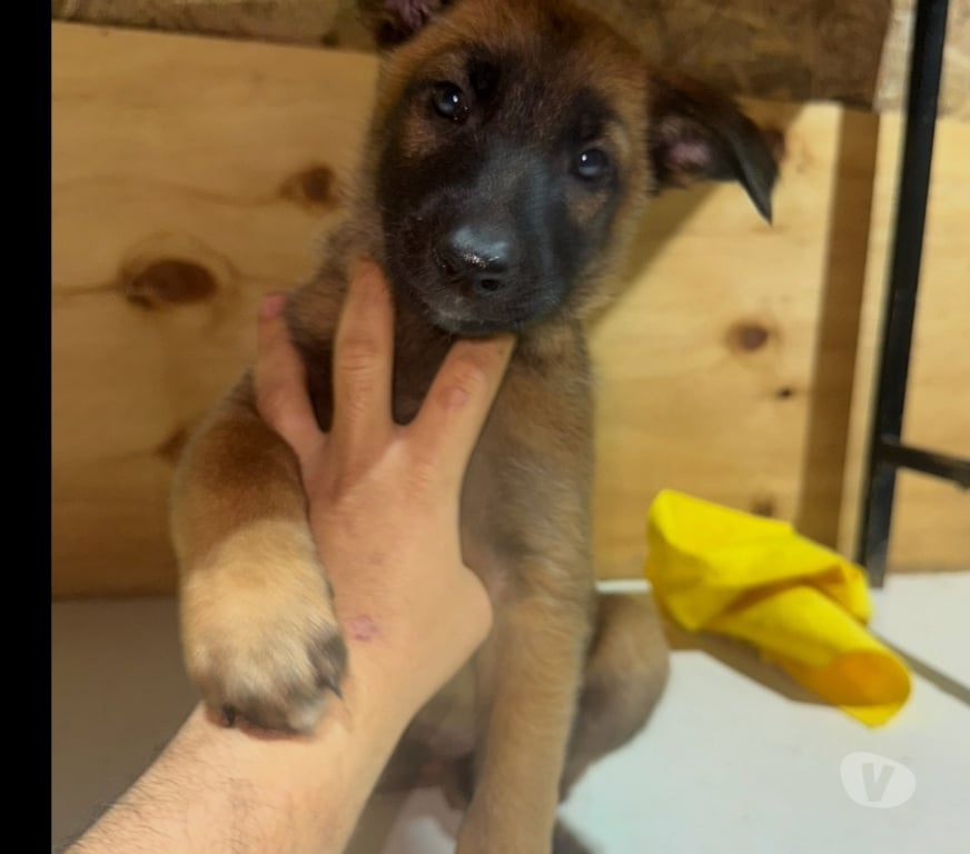 Gatos en Venta Santiago Santiago - Fotos de Cachorros de raza pastor belga malinois 3 meses de vida