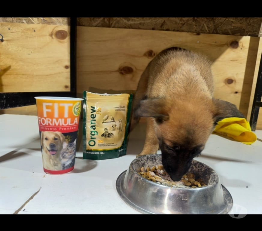 Gatos en Venta Santiago Santiago - Fotos de Cachorros de raza pastor belga malinois 3 meses de vida