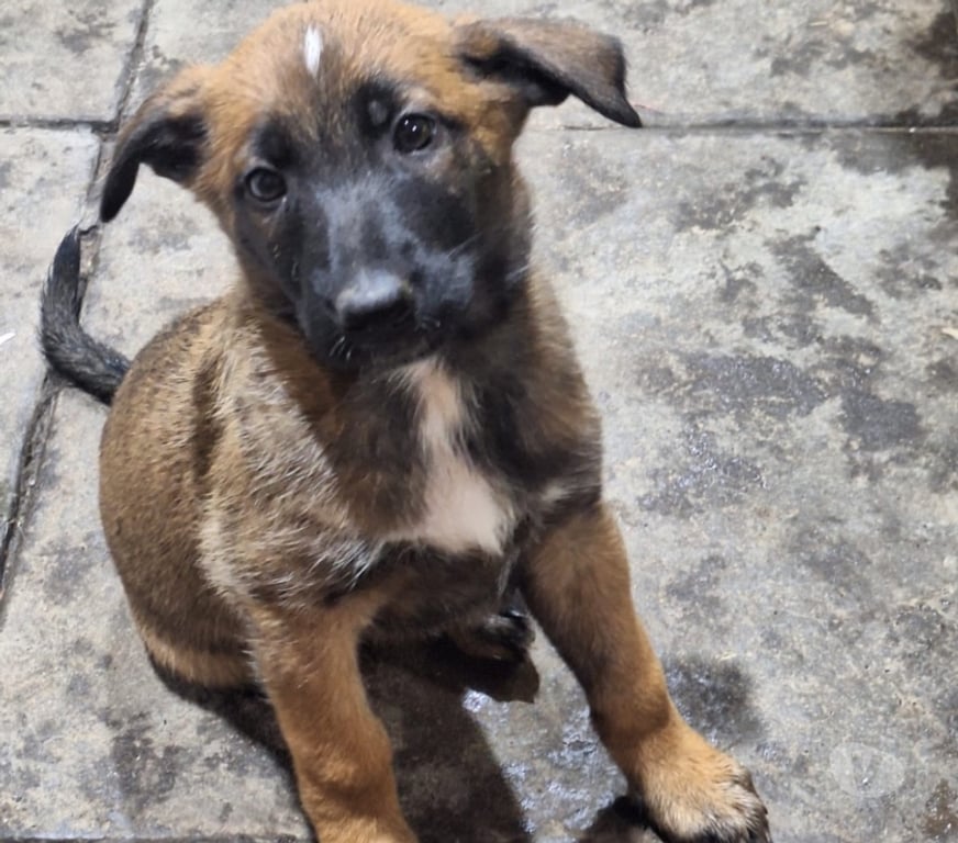 Gatos en Venta Santiago Santiago - Fotos de Cachorros de raza pastor belga malinois 3 meses de vida