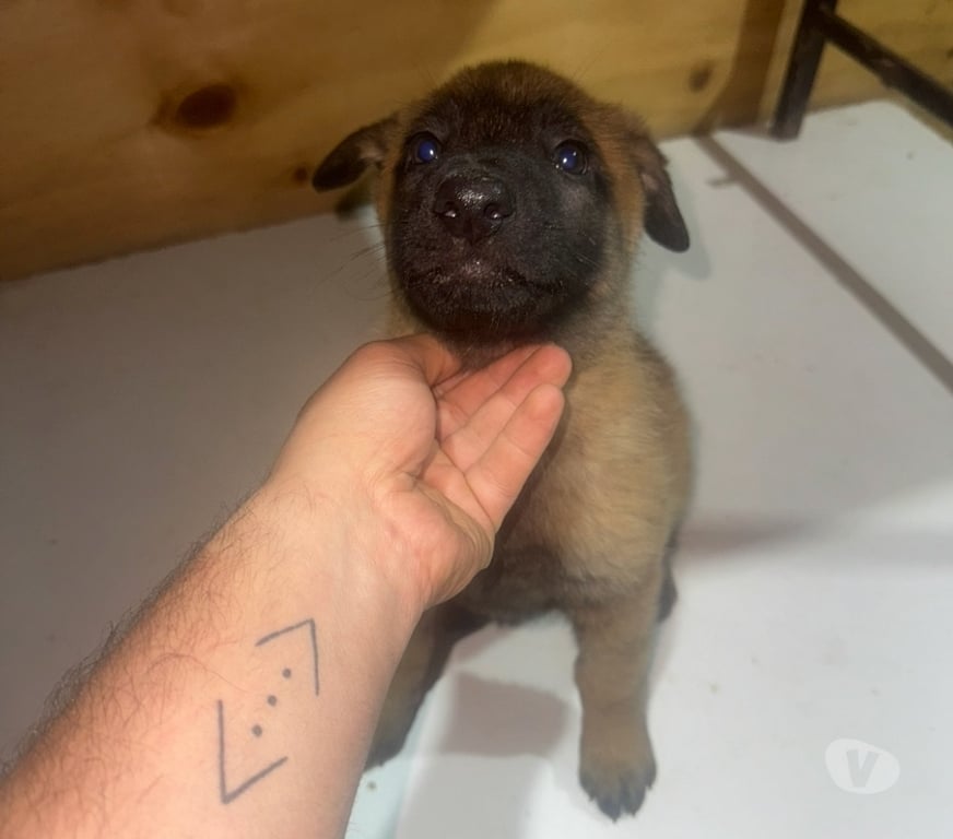 Gatos en Venta Santiago Santiago - Fotos de Cachorros de raza pastor belga malinois 3 meses de vida