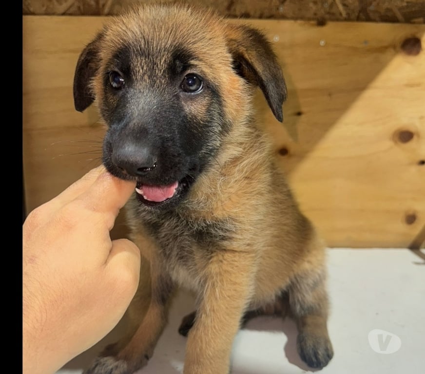 Gatos en Venta Santiago Santiago - Fotos de Cachorros de raza pastor belga malinois 3 meses de vida