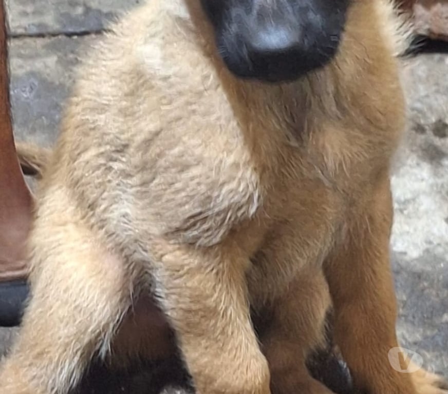 Gatos en Venta Santiago Santiago - Fotos de Cachorros de raza pastor belga malinois 3 meses de vida
