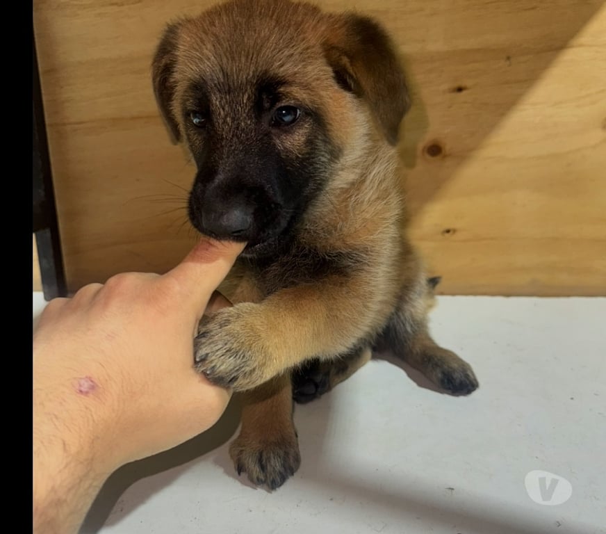 Gatos en Venta Santiago Santiago - Fotos de Cachorros de raza pastor belga malinois 3 meses de vida