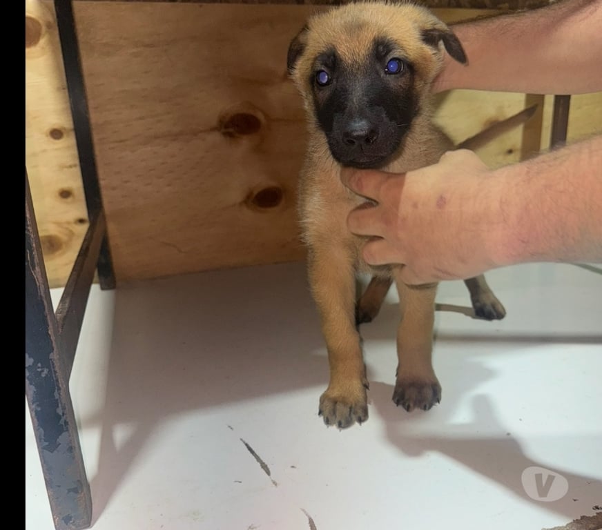 Gatos en Venta Santiago Santiago - Fotos de Cachorros de raza pastor belga malinois 3 meses de vida