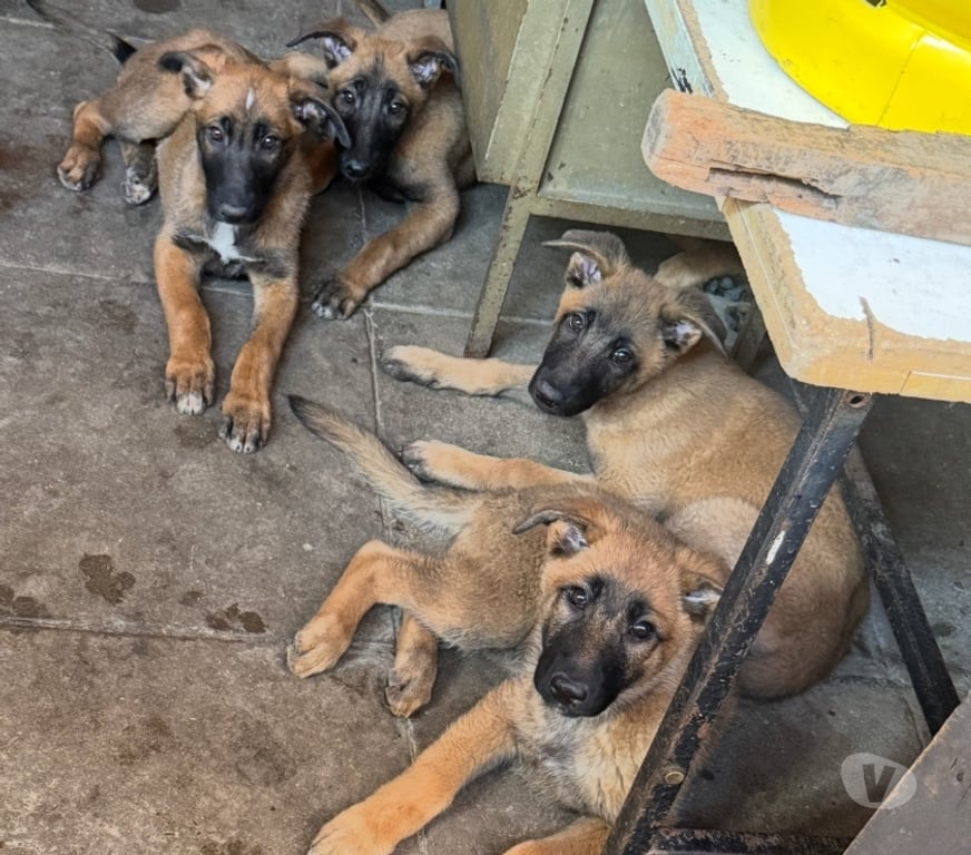 Gatos en Venta Santiago Santiago - Fotos de Cachorros de raza pastor belga malinois 3 meses de vida