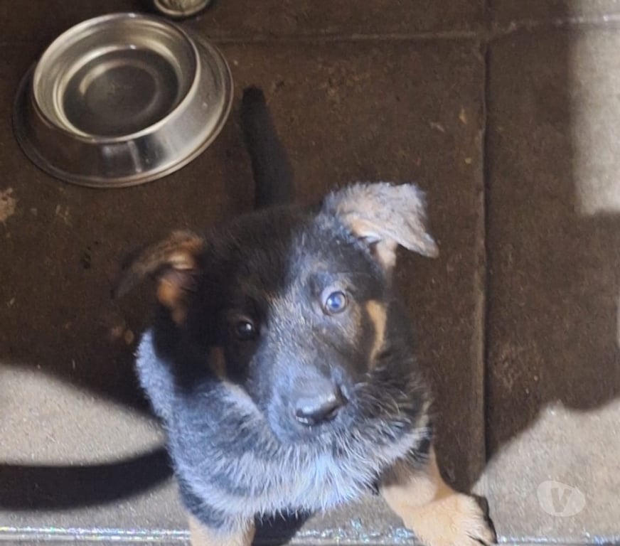 Gatos en Venta Santiago Santiago - Fotos de Cachorros de raza pastor belga malinois 3 meses de vida