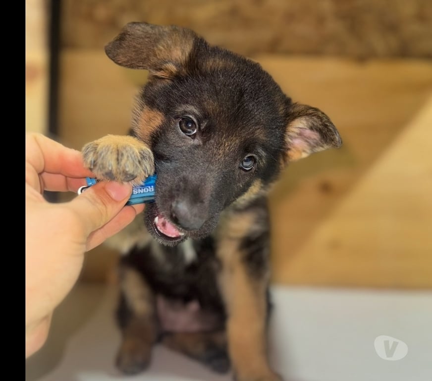 Gatos en Venta Santiago Santiago - Fotos de Cachorros de raza pastor belga malinois 3 meses de vida
