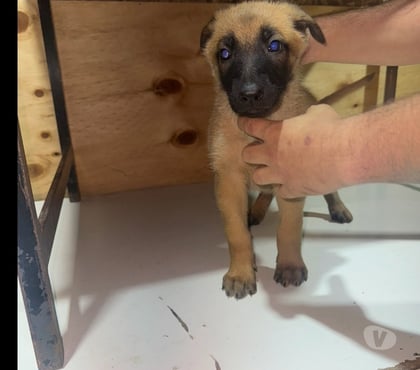 Mascotas en Venta Santiago Santiago - Fotos de Cachorros de raza pastor belga malinois 3 meses de vida