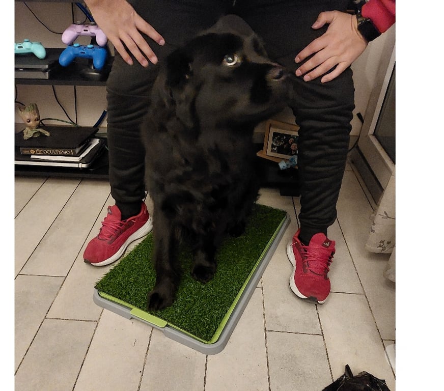 Adopción ed Animales Santiago La Florida - Fotos de Doy en adopción a mi perrito Thor