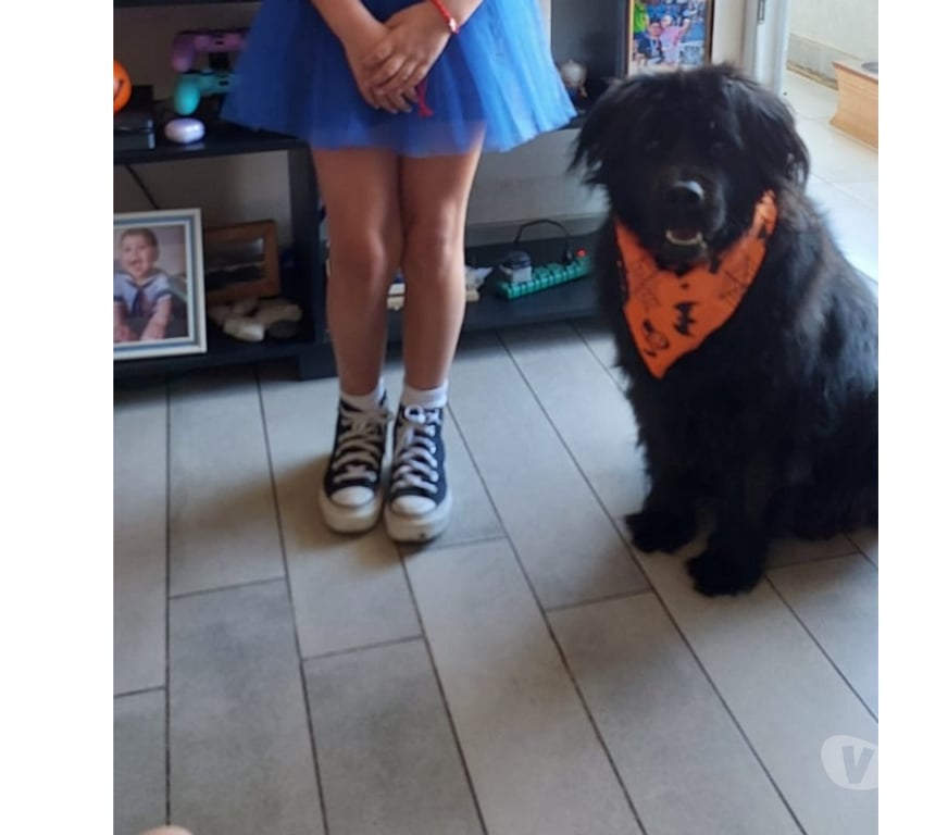 Adopción ed Animales Santiago La Florida - Fotos de Doy en adopción a mi perrito Thor