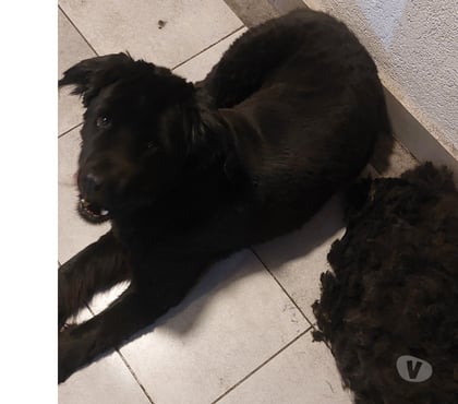 Mascotas Adopción La Florida Santiago - Fotos de Doy en adopción a mi perrito Thor