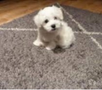 cachorritos de Bichon Maltes de Pura Raza