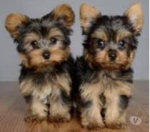 cachorros de yorkshire