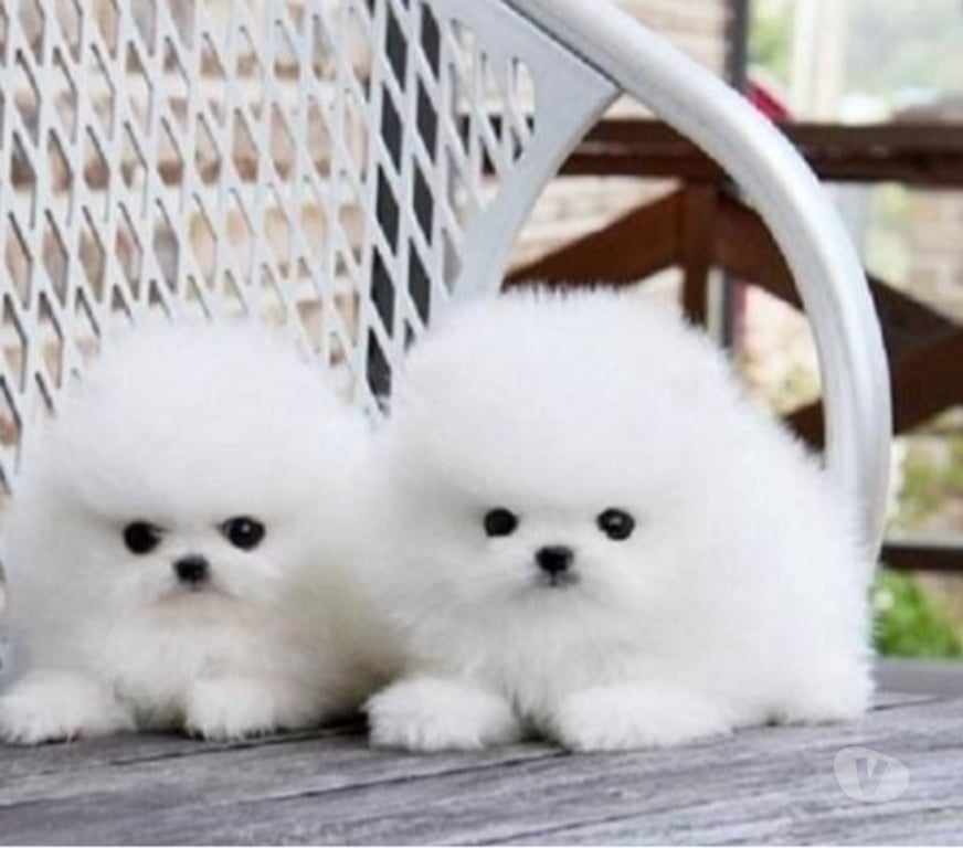 Gatos en Venta Limarí Monte Patria - Fotos de cachorro de pomerania