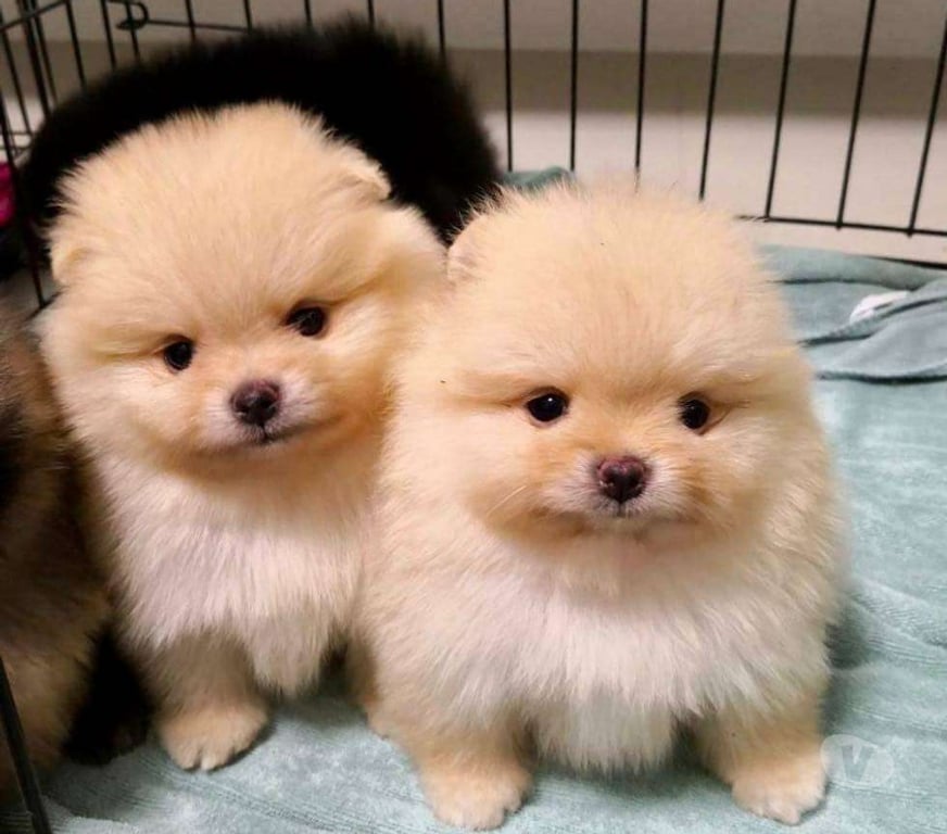 Gatos en Venta Limarí Monte Patria - Fotos de cachorro de pomerania