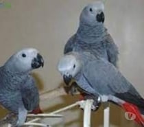 macho y hembra Loro yaco