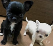 cacchorro chihuahua toy