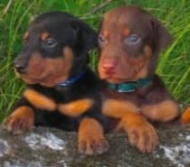macho y hembra cachorros de Dobermans