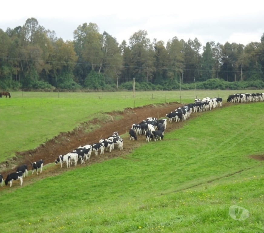 Venta de Haciendas Valdivia Los Lagos - Fotos de Precioso Campo de 426 hás en Los Lagos-Valdivia, uso amplio