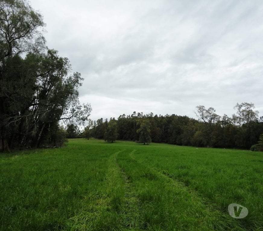 Venta de Haciendas Valdivia Los Lagos - Fotos de Precioso Campo de 426 hás en Los Lagos-Valdivia, uso amplio