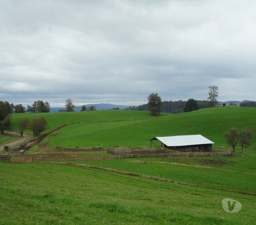 Venta de Haciendas Valdivia Los Lagos - Fotos de Precioso Campo de 426 hás en Los Lagos-Valdivia, uso amplio
