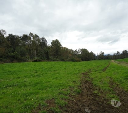 Fundos en Venta Los Lagos Valdivia - Fotos de Precioso Campo de 426 hás en Los Lagos-Valdivia, uso amplio
