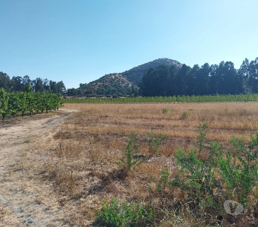 Venta de Haciendas Curicó Teno - Fotos de Espectacular Campo de 50 Hás Teno-Curicó con Cerezas