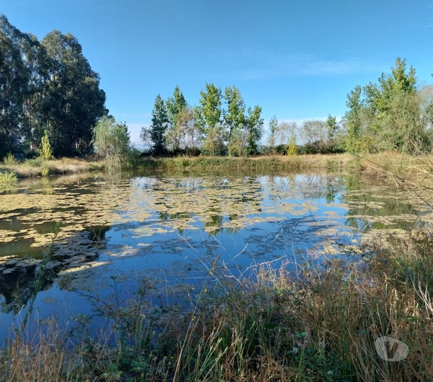 Venta de Haciendas Curicó Teno - Fotos de Espectacular Campo de 50 Hás Teno-Curicó con Cerezas