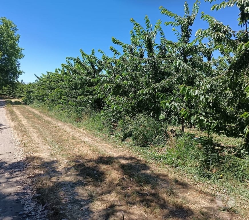 Venta de Haciendas Curicó Teno - Fotos de Espectacular Campo de 50 Hás Teno-Curicó con Cerezas