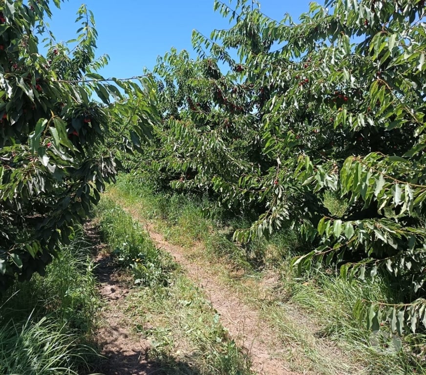 Venta de Haciendas Curicó Teno - Fotos de Espectacular Campo de 50 Hás Teno-Curicó con Cerezas