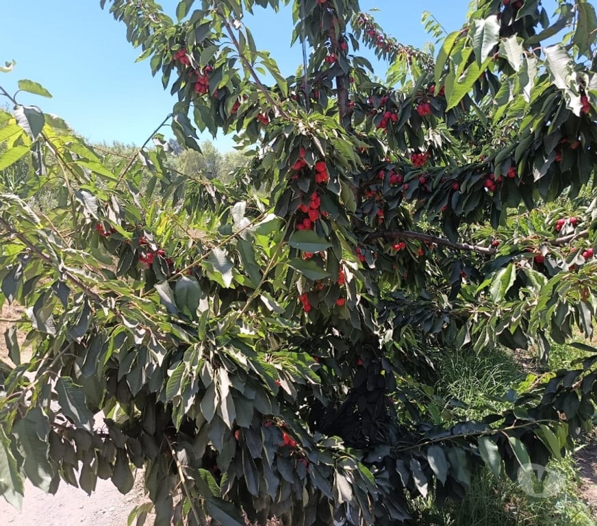 Venta de Haciendas Curicó Teno - Fotos de Espectacular Campo de 50 Hás Teno-Curicó con Cerezas