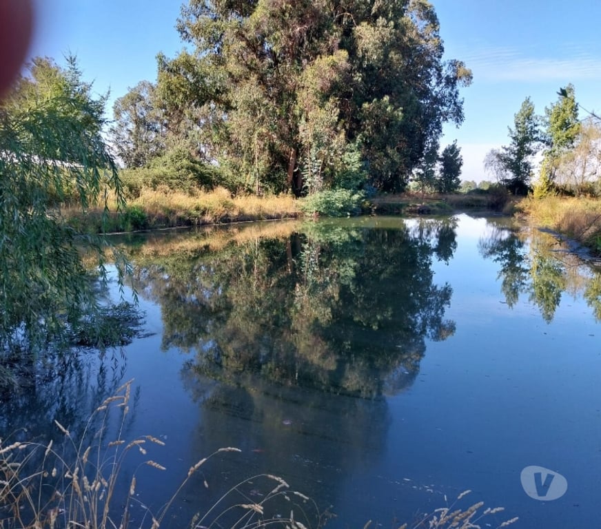 Venta de Haciendas Curicó Teno - Fotos de Espectacular Campo de 50 Hás Teno-Curicó con Cerezas