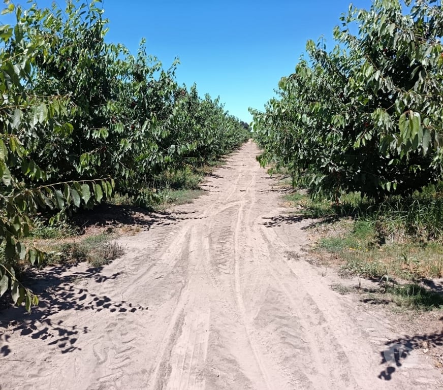 Venta de Haciendas Curicó Teno - Fotos de Espectacular Campo de 50 Hás Teno-Curicó con Cerezas