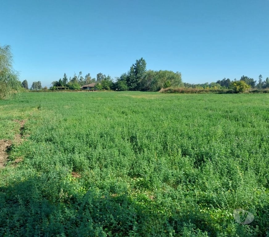 Venta de Haciendas Curicó Teno - Fotos de Espectacular Campo de 50 Hás Teno-Curicó con Cerezas