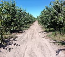 Espectacular Campo de 50 Hás Teno-Curicó con Cerezas
