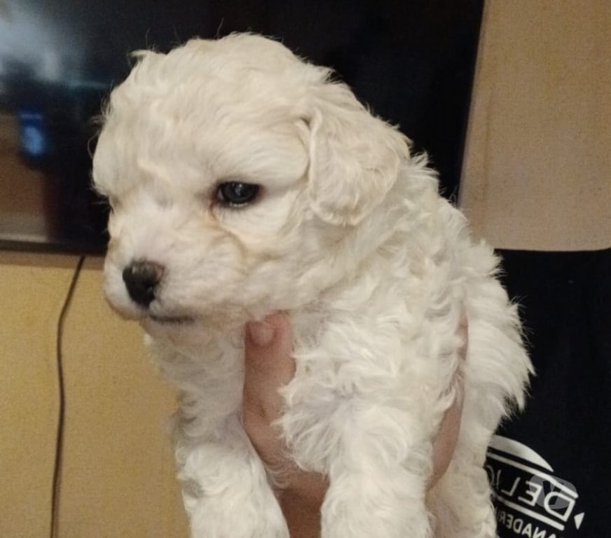 Gatos en Venta Llanquihue Puerto Montt - Fotos de Poodles toy cachorros