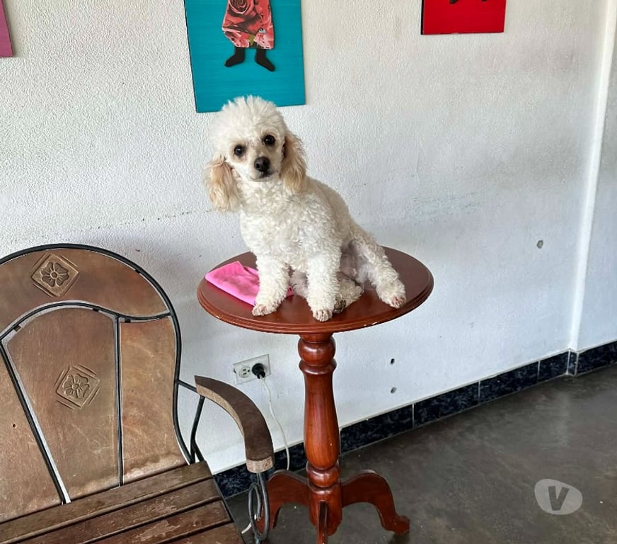 Gatos en Venta Llanquihue Puerto Montt - Fotos de Poodles toy cachorros