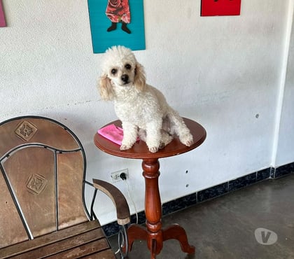 Perros en Venta Puerto Montt Llanquihue - Fotos de Poodles toy cachorros