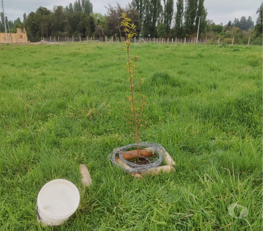 Parcelas en Venta Ñuble Chillán - Fotos de Pinto - Terreno - Parcela Pinto - Termas de Chillan