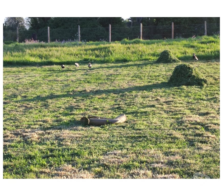 Parcelas en Venta Ñuble Chillán - Fotos de Pinto - Terreno - Parcela Pinto - Termas de Chillan