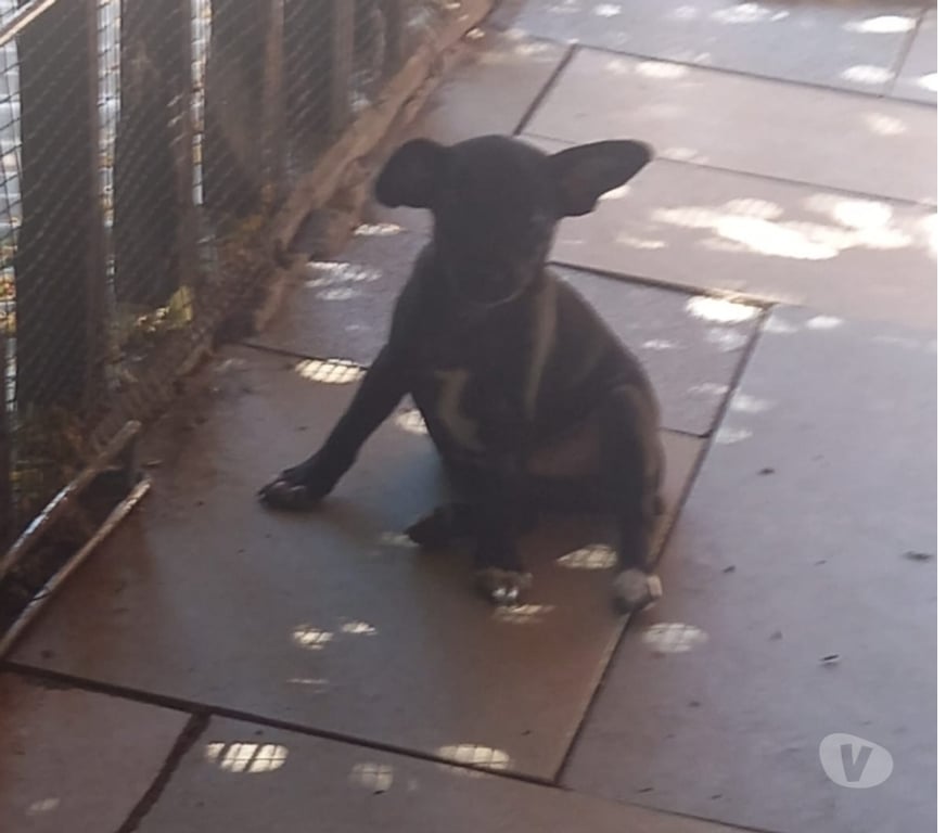 Gatos en Venta Maipo San Bernardo - Fotos de Pincher macho 2 meses