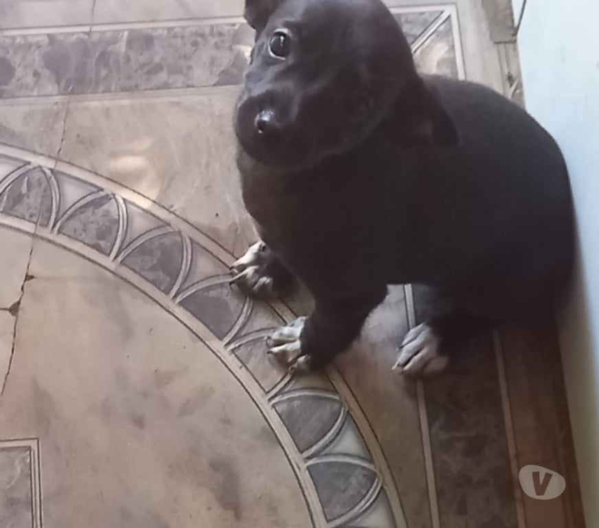 Gatos en Venta Maipo San Bernardo - Fotos de Pincher macho 2 meses