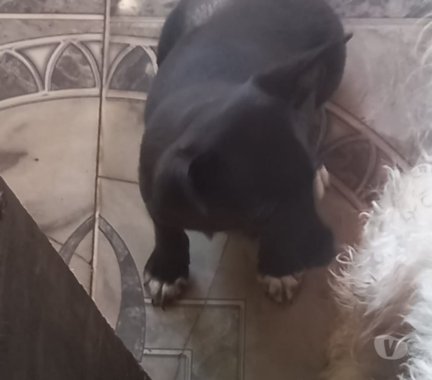 Gatos en Venta Maipo San Bernardo - Fotos de Pincher macho 2 meses