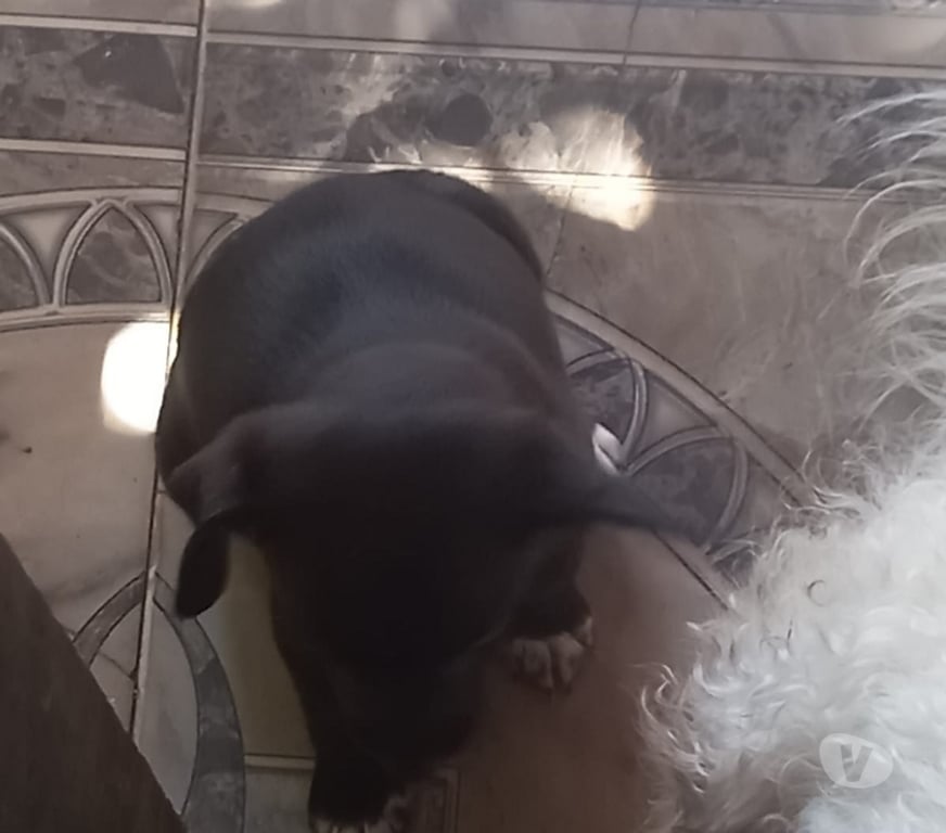 Gatos en Venta Maipo San Bernardo - Fotos de Pincher macho 2 meses