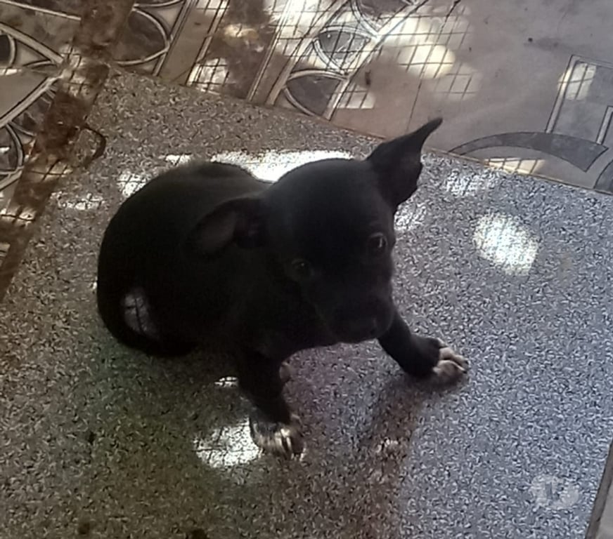 Gatos en Venta Maipo San Bernardo - Fotos de Pincher macho 2 meses