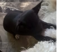 Pincher macho 2 meses