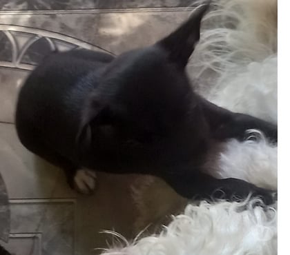 Perros en Venta San Bernardo Maipo - Fotos de Pincher macho 2 meses